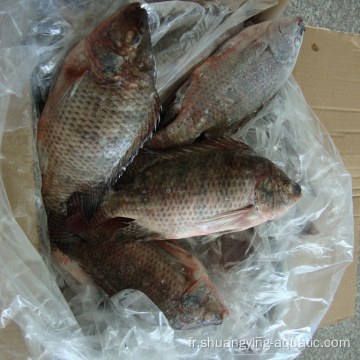 Fish de tilapia noir surgelé de haute qualité 200-300g 300-500G